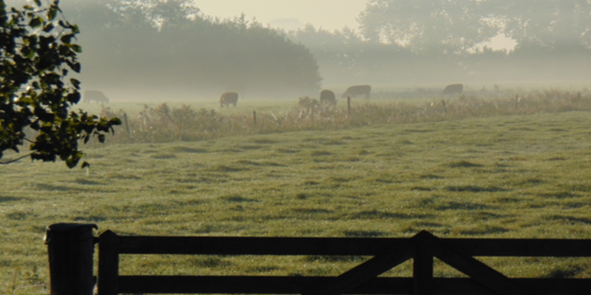 Foto Papekop Boerderij
